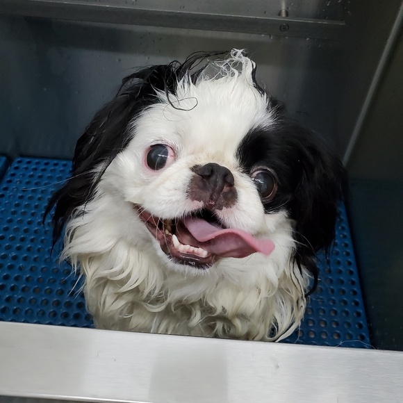 Meet your Posher, Michael - Picture 1 of 1